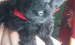 3 AKC Toy poodle puppies. 1 black male 300.00 and 2 black females possibly blue 400.00. Mom is an 8 lb blue and dad is a five lb chocolate. 2 year health guarantee. Puppies will be vaccinated wormed and come with a puppy care pack. They were born February