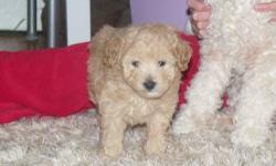 We have 1 little male toy poodle puppy for adoption. He will be ready to go on 3/22. He is the sweetest puppy you will ever find.
He has had his tail done and will have had his first shots and will have his vet exam prior to going to his new home.
Parents