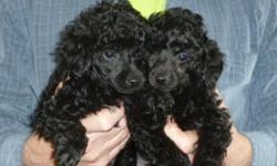AKC toy poodles black male blue female shots wormed, groomed, paper -trained great with other dogs,cats,parrots. parents have health clearances. elegant pups with long legs.
