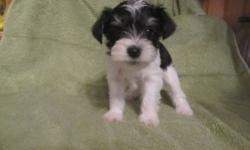 AKC registered female Toy Schnauzer. Color chocolate. Tail docked and declaws removed, first shots and wormed. Will mature at about 5lbs.