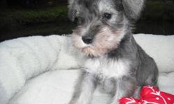 AKC Toy Schnauzer males. One Black, one black and silver, one silver and one chocolate. Ready for forever homes on July 20. Tails docked,dewclaws removed,wormed three times