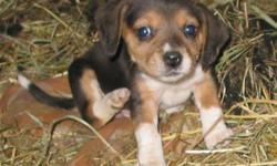 1 male akc reg beagle pup,
10 weeks old being sold 150.00 with papers, 100.00 without papers.
both parents on site. is being crate trained and potty training, doing great. sleeps through night without having to go out. does like physical contact. not