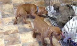 2 Female VIZSLA PUPPIES LEFT,
DOB 11/18/12, 9 Weeks old Now. Pups are AKC Registration, Tails Docked and DewClaws Removed, Vet Checked, Health Certificate, First and Second Shots, and Worming. Puppies are Well Socialized with other dogs, cats and