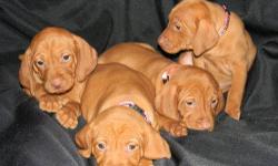 VIZSLA PUPPIES, DOB 9/25/12 Taking deposits. Pups are AKC Registration, Tails Docked and DewClaws Removed, Vet Checked, Health Certificate, First Shots , and Worming. Puppies are Well Socialized with other dogs, cats and childrens. Parents and