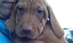 AKC Vizsla Puppies, 1 Male and 1 Female puppies available Now 9 Weeks old and Another litter with both males and females ready to go home 1/3/15. Pups come with AKC Limited Registration, Tails Docked and Dew Claws removed. Vet Checked, with Health