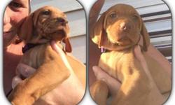 AKC Vizsla Puppies available and ready to go home now. Female/Male available. Pups Come with limited AKC reg, Vet Check, Health Certificate, have had their DewClaws removed and tails docked, they have had their first / second set of shots and series of