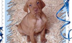 AKC Vizsla Puppies, Males and Females puppies available Now 7 Weeks old and ready to go home 1/3/15. Pups come with AKC Limited Registration, Tails Docked and Dew Claws removed. Vet Checked, with Health Certificate, First Set of puppy Shots, series of