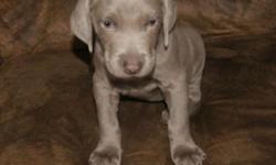 AKC Weimaraner pups. I have one male and one female. They come with a good health guarantee. They will be vet checked and have their first puppy shot. Tails and dew claws have been removed. They are raised in my home and have great attitudes. They love to