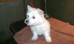 AKC registery Male puppy West highland white terrier. Shots,dewormed, socialized, happy, healthy $600 with a health guarantee.