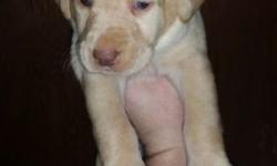 Two yellow male Lab AKC puppies available to a loving home. Rest of the litter has been spoken for. Ready to go Nov 23rd. Will come with their first set of shots, vet checked, and wormed at 2 4 and 6 weeks. Mom and Dad are both on site. They are family