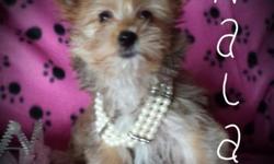 Prissy is a beautiful yorkie with a thick coat. She is Charting 5lbs adult. She carries chocolate parti and e blonde. She is playful and adorable! Looking for a loving home to nuzzle into. We are already working on potty pad training. As a yorkie she has