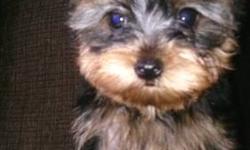 This beautiful little girl is the last out of Isabella and Romeo's litter born on 7/11/13. She is a beautiful traditional colored yorkie, purebred, AKC registered and carries for both the parti and chocolate colored genes. Her parents are AKC registered,
