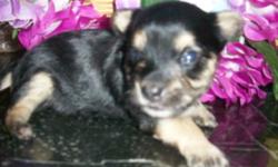 6 lb. AKC Yorkie Mom, and 5 lb. Yorkie Dad had this cute little female "Sapphire" born 6/21/16. She will come with tail docked, dewormed, first puppy shot, vet certificate, AKC registration papers & sample food for $1250. At birth she weighed 6.5 oz. and