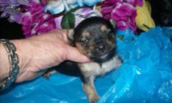 6 lb. AKC Mother and 5 lb. AKC Father, have this adorable male puppy "Emerald", born 6/21/16. He comes with tail docked, dewormed, first puppy shot, vet certificate, AKC registration papers, and sample food for $950. E-mail me for free weekly updates and