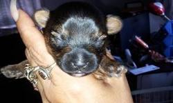I HAVE 1 AKC MALE LEFT AND HE CARRIES THE PARTI GENE... his daddy is AKC parti-yorkie and his mother is a Traditional AKC yorkie. he is a cutie... he will come with first set of shots and tail and dewclaws done he will also come with health certificate