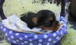 Parents are AKC.
Mommy is small at 5 lbs (blue and gold)
Daddy is TINY at 3 lbs!! (black and tan)
PET PRICE ONLY
3 boys
Will be vet checked, shots and wormed.
Go home with goodie bag with toys and more!