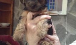 Akc Yorkshire terrier puppies. Females and males. 1st shots 1st worming. Ready to go 7/26/14. Call 585-346-6626 or call/text 585-746-8674.