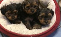 AKC Yorkshire Terrier puppies,both male and females available. 1st shots and worming. Please call 585-346-6626 if interested or call/text 585-746-8674.
