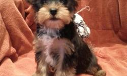 We have a handsome purebred teacup yorkie BOY, he will be around 4-4.5lb. He has best AKC papers and ready for new home with two sets of shots and dewormed every two weeks, his dew claws removed and tail docked. His parents are my pets, dam is 4.5lb and