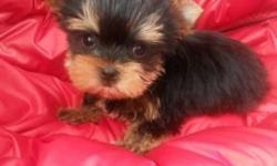 We have very cute purebred yorkie boy, he is READY for his new forever home. He has best AKC registration, dew claw removed and tail docked. Supposed to be around 4-5lb. Up to date on vaccination, dewormed every two weeks.Has great personality will be