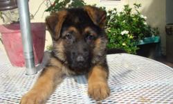 AKC registered german shepard male black and tan, 7 weeks old for sale. parents on premises. vey large bones and very sweet and calm. vaccinated and devormed. health is guaranteed.if interested, please call 347 385 4205 the puppy is in staten island,n.y.
