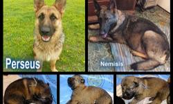 Kennel Of The Gods has an OUTSTANDING litter of pups that were born on Sept 14th...
Our dogs have several SCH 3 Champions in their pedigrees. They are bred to be working dogs but are wonderful family pets as well.Several of our pups have gone in Police