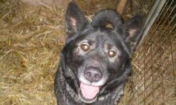 Akita - Kraven - Large - Adult - Male - Dog
Hi, my name is Kraven! I'm a handsome, 5 year old, neutered male, black and tan Akita mix. I may have a deep voice, but that's just to get your attention! I'm sweet and lovable. I like to run around and play,