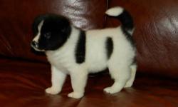 We are looking for an Akita pup male or female in the new york area to join our home,
Please contact me with any recent photos and any possible info ie.location,age,vet checked,shots,price etc