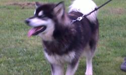 Dakota is an Alaskan Malamute. He is not yet registered with AKC but we do have his paperwork. He is a gorgeous blk/wht. He has just recently had all of his shots up to date including rabies and has been wormed. He has also been neutered and