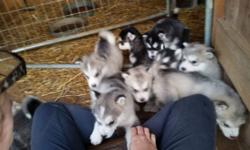 We have had a litter of Alaskan malamute puppies July 21 2014 we have ten available 6 boys and 4 girls, black white, Sable, and gray white, puppies come with informational packet and folder also have ckc registration and up to date with all shots we are