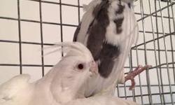 THis pair are going into nest now. The female is albino and the male is heavy pied white face.
Used cages available if needed.
Free delivery within NYC, Long Island and NJ. No shipping.
For DNA AVIAN BIRD SEXING TEST GO TO ACCU-METRICS.COM 416-691-4167