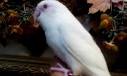 Albinos babies Parrotlets hatched from 1/11/2014 thru 1/16/2014...not sexed...tamed......healthy ........
White Fallows females babies............hatched from 1/3/2014 thru 1/24/2104..........tame...healthy.................
**** NO shipping .....Pick up