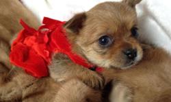 Meet Alice She is 2/3 Yorkie and 1/3 Japanese Chin mix.She is tan and has a tiny sweet yorkie face and body. Please go to our website, www.littlewondersofnewyork.com for full info or call 607-725-0497
We are hobby bredders. Adult dogs are our pets.
Read