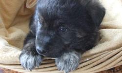 Beautiful German Shepherd Labrador retriever cross puppies. Mom is a lab/shepherd cross, and dad is pure German shepherd. These sweet babies will have their first shots and wormings before they head to their new homes. They were born on Feb. 15 and will