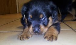 These are... Purebred Gorgeous IMPRESSIVE Rottweiler pups.....Dad Akc mom purebred no papers Parents on site... also last years pup so you can see exactly what you are getting.....Family raised 1st shot wormed tails and dews docked....Adorable cuddley