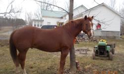 BIG BUILT 15.2-15,3 Best friend you will find, late teen gelding flashy, built & Gaites so smooth..
Not for beginner , trails & show E/w maybe some cow fun,
hes sound & Not arthritic .
Horse has has best of care & keep hes Not average backyard horse