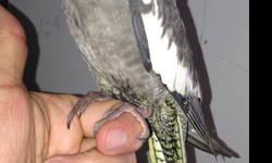 Hand feeding this beautiful gray baby cockatiel. No DNA'd. $75. No shipping. Price includes delivery within NJ, NYC and Long Island. If interested can email me or text me at 917-420-0116
Baby birds can be sold ONLY to people who are experienced hand