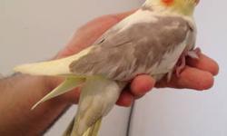 Beautiful male baby cockatiel being hand fed now. $90 now - $100 when weaned. No shipping. Price includes delivery within NYC, NJ and Long Island. Can text to 917-420-0116
Baby birds can be sold ONLY to people who are experienced hand feeders. Be aware