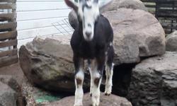 Vinnie is an Alpine buck with horns still intact. He is very well behaved and larger than an average 4 month old goat. Our Alpine dairy goat herd is closed and disease free. Vinnie was raised on mothers milk, premium grain and daily foraging in the hills