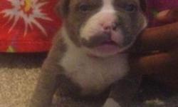 Awesome pocket compact bully pit bull puppies for sale .very girthy an well taken care of !! Don't miss this good deal g2 x spade blood!'n
This ad was posted with the eBay Classifieds mobile app.