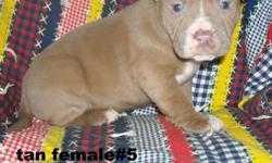 "Pit bull puppy that needs a home. She is dewormed and have first shots. dad has purple ribbon bloodline.aggression.Goin to be nice size. She loves kids and love to play