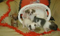 Hello Kijiji
My name is Teresa and I am posting these chihuahuas on behalf of my aunt who is located in Connecticut. She currently has two beautiful litters of chi babies who are looking for their new forever homes. These babies are some of the sweetest
