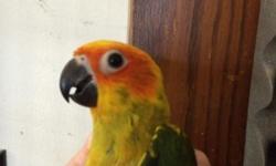 hand fed tame baby age 9 mths dna papers sealed banded with hatch year no cage asking $700