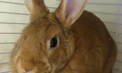 American - Bambi - Medium - Adult - Female - Rabbit
We love Bambi and you will too! Hop on over to the shelter and fall in love with Bambi! Bambi is four years old.
CHARACTERISTICS:
Breed: American
Size: Medium
Petfinder ID: 24315086
CONTACT:
Central New
