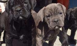 1st generation Bandog puppies from established working lines. Health & temperament guarantee. First veterinary exam & vaccine. Serious inquiries only.
Location - Orange County NY