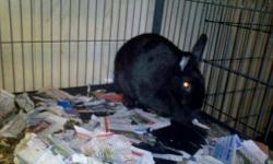 American - Big Black Bunny - Medium - Adult - Male - Rabbit
Big Black Bunny was an owner surrender to Flutterbyes. His previous owners were college students who could no longer take care of him.
CHARACTERISTICS:
Breed: American
Size: Medium
Petfinder ID: