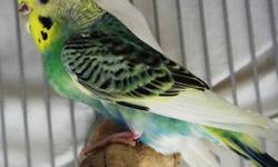 Downsizing my flock I have 12 american budgies for sale $10 each or best offer
These 12 Budgies range from 3 years to 3 months. I have hatch dates for them all.
Will also sell one male tiel with them. No cages.
Most of them you cannot find in petstores.