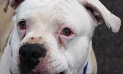 American Bulldog - Amber - Medium - Adult - Female - Dog
Amber is a beautiful girl believed to be about 3 years old. She arrived at the shelter emaciated and with sores on her ears and tail from being in a crate that was way to small for her. She had ear