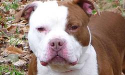 American Bulldog - Buster Brown - Medium - Adult - Male - Dog
Buster Brown was found as a stray 3 years ago and was just returned due to a divorce. He is house trained and is very conscientious about it. His former owners describe him as fun-loving and