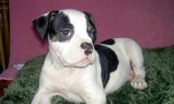 American Bulldog Puppies arrived are ready to go. 3 Females available. Champion bloodline, great with children, shots, de-worming. Mom & Dad on premises. Contact me for more pictures or more information.